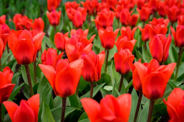 Bela foto das tulipas coloridas no campo em um dia ensolarado