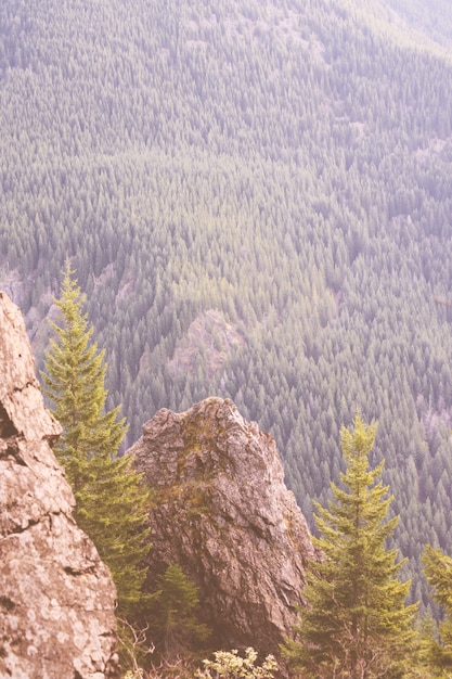 Foto grátis bela foto de altas montanhas rochosas e uma floresta