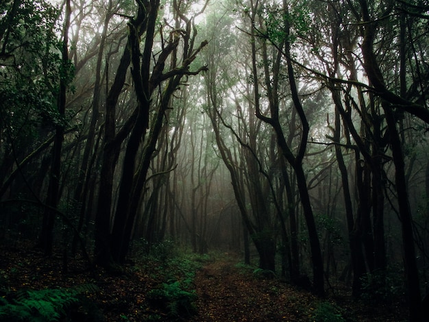 Bela foto de árvores altas em uma floresta em um nevoeiro rodeado de plantas