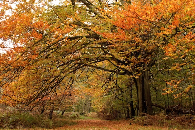 Bela foto de árvores com folhas coloridas em uma floresta de outono