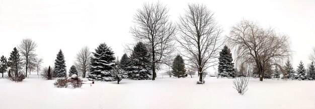 Bela foto de árvores com uma superfície coberta de neve durante o inverno