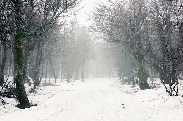 Bela foto de árvores nuas em uma floresta com o solo coberto de neve durante o inverno