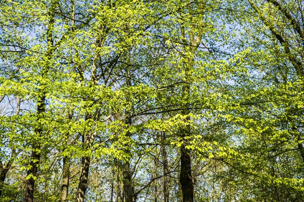 Bela foto de árvores verdes altas em uma floresta