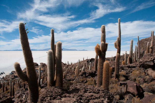 Foto grátis bela foto de cactos perto da salina na isla incahuasi, bolívia