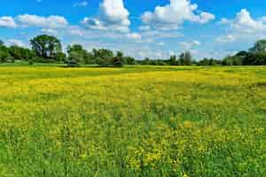 Foto grátis bela foto de campos de flores amarelas com árvores ao longe sob um céu azul nublado