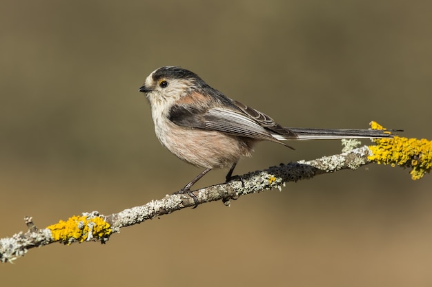 Bela foto de chapim-de-cauda-longa (Aegithalos caudatus) em um galho de árvore