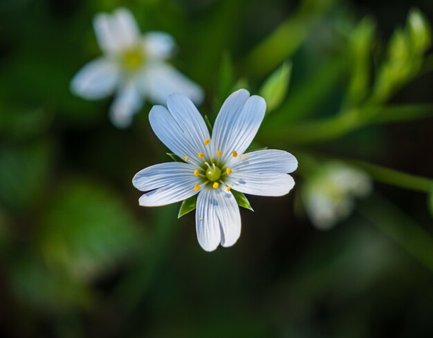 Bela foto de close up de chickweed