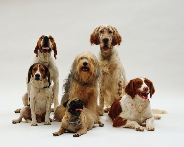 Bela foto de diferentes raças de cães posando