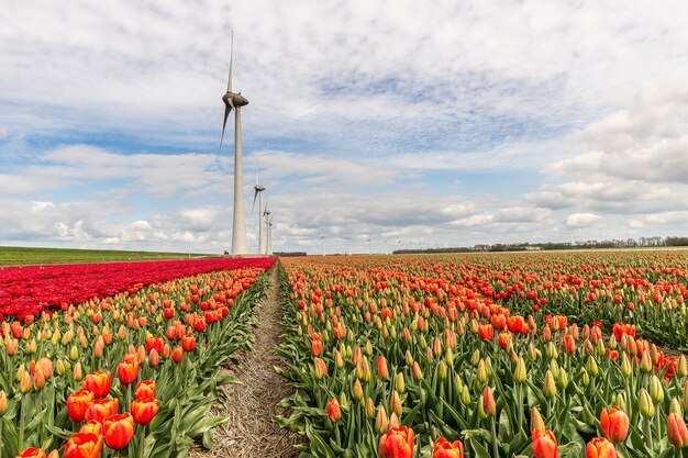 Bela foto de diferentes tipos de um campo de flores com moinhos de vento à distância