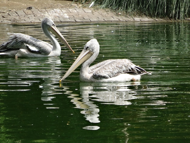 Bela foto de dois pelicanos brancos no lago
