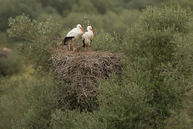 Bela foto de duas cegonhas brancas em pé graciosamente em seu ninho no topo de um grande arbusto
