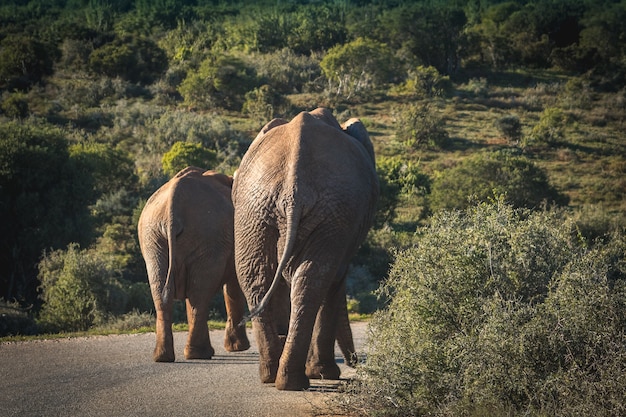 Bela foto de elefantes na áfrica do sul