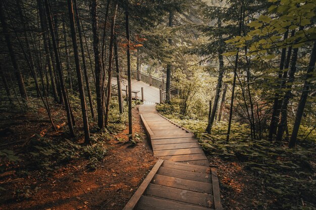 Bela foto de escadas de madeira, rodeadas por árvores em uma floresta