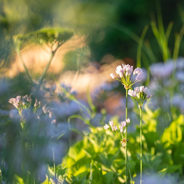 Bela foto de flores e plantas em um jardim botânico