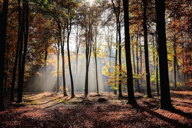 Foto grátis bela foto de floresta com árvores com folhas verdes e amarelas e o sol brilhando por entre os galhos