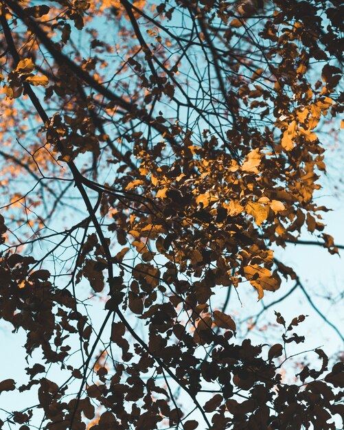 Bela foto de folhas douradas em um galho de uma árvore durante o outono