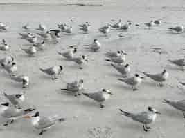 Foto grátis bela foto de gaivotas na praia