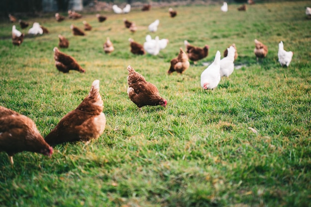 Bela foto de galinhas na grama da fazenda