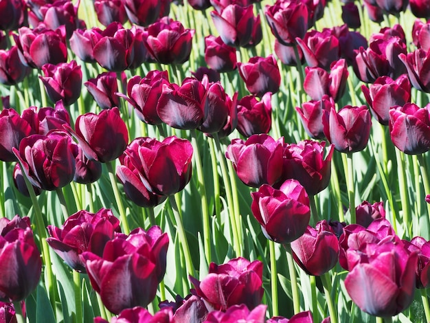 Bela foto de hipnotizantes flores de Tulipa Sprengeri no meio do campo