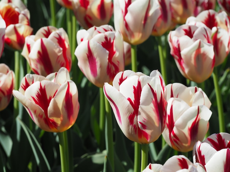 Foto grátis bela foto de hipnotizantes flores de tulipa sprengeri no meio do campo