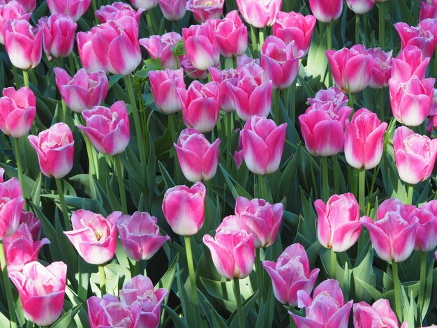 Bela foto de hipnotizantes flores de Tulipa Sprengeri no meio do campo