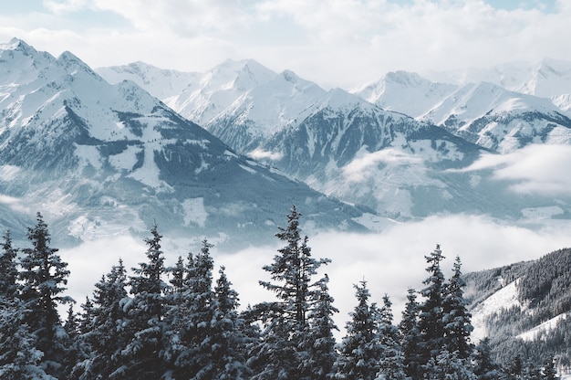 Bela foto de montanhas e árvores cobertas de neve e neblina
