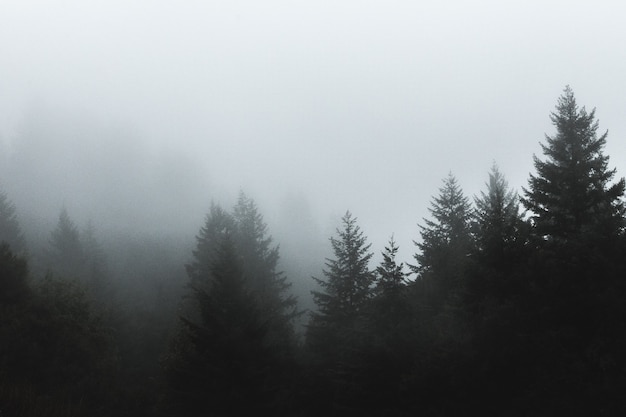 Bela foto de nevoeiro cobrindo pinheiros