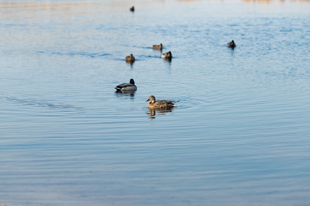 Bela foto de patos nadando na lagoa