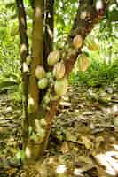 Foto grátis bela foto de plantações de cacau com folhas verdes em uma selva