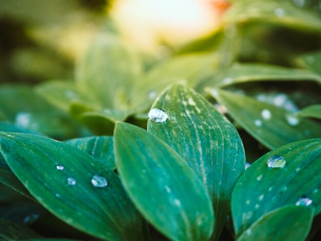 Bela foto de plantas verdes com gotas de água nas folhas do parque em um dia ensolarado