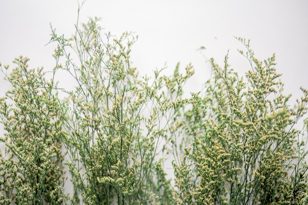 Bela foto de plantas verdes com pequenas flores