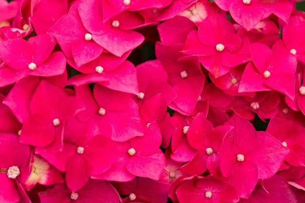 Bela foto de poinsétias rosa