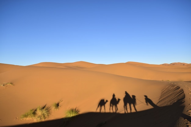 Bela foto de silhuetas de camelos e pessoas no deserto