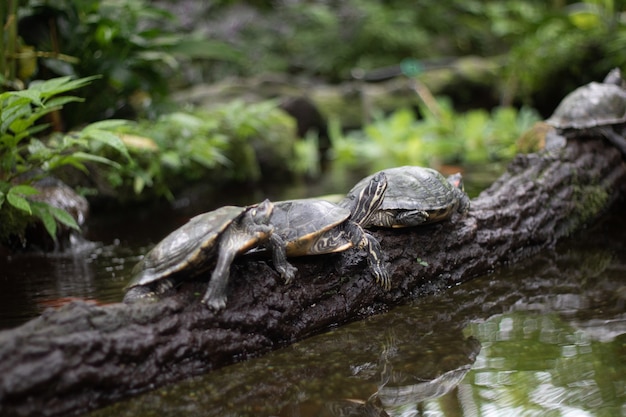 Bela foto de tartarugas em um galho de árvore sobre a água