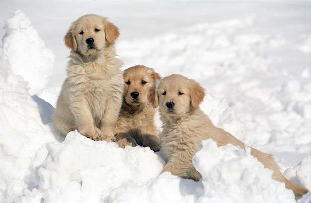 Bela foto de três filhotes de Golden Retriever descansando na neve com um fundo desfocado