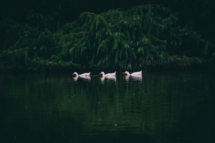 Foto grátis bela foto de três patos brancos nadando no lago com árvores na superfície