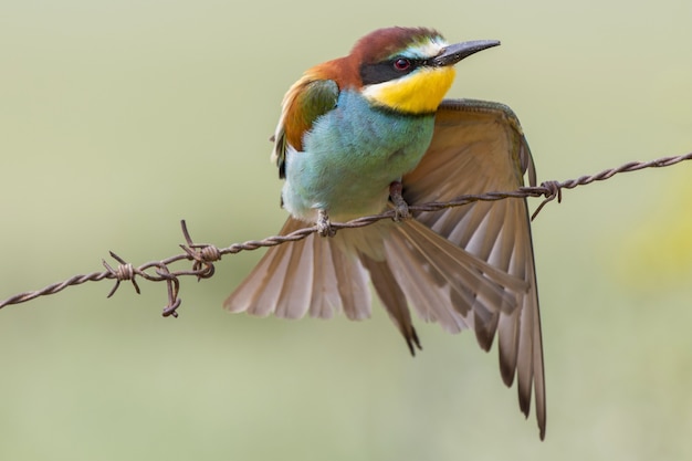 Bela foto de um abelharuco colorido empoleirado em um arame