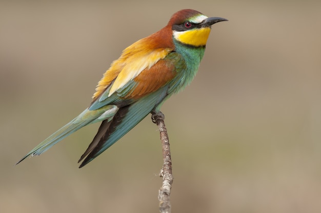 Bela foto de um abelharuco colorido empoleirado em um galho de uma árvore na floresta