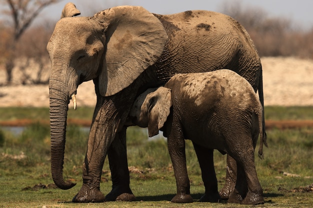 Bela foto de um bebê elefante acariciando sua mãe