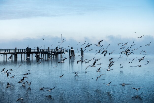 Bela foto de um cais na costa do mar com uma grande colônia de gaivotas voando por