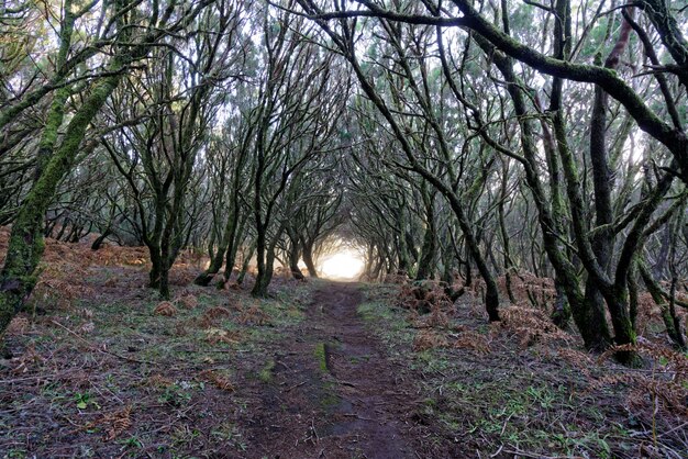 Bela foto de um caminho na floresta levando em direção a uma luz rodeada por árvores