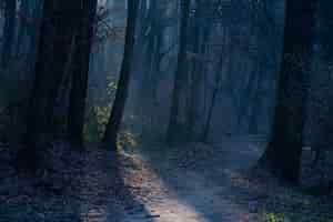 Foto grátis bela foto de um caminho sombrio no parque maksimir em zagreb, croácia
