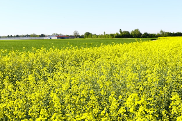 Bela foto de um campo cheio de flores amarelas