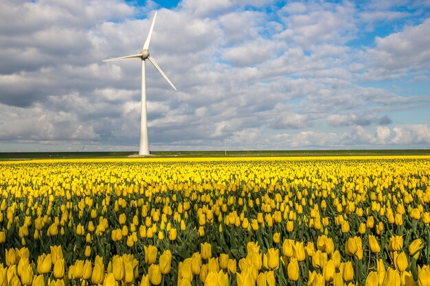 Bela foto de um campo de flores amarelas com um moinho de vento à distância sob um céu nublado