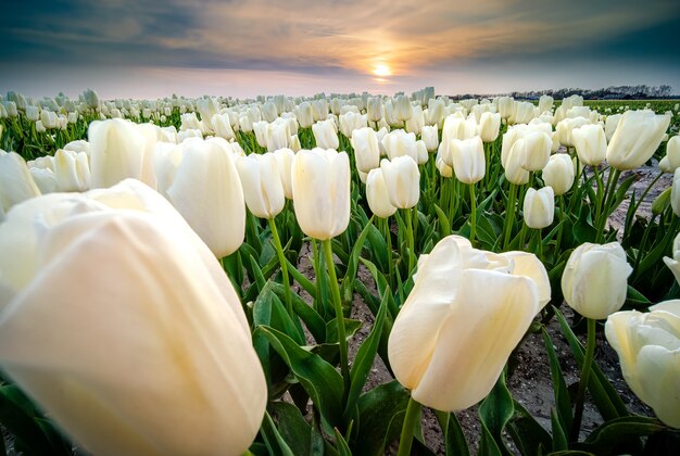 Bela foto de um campo de flores de tulipas brancas durante o pôr do sol