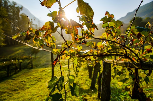 Bela foto de um campo de vinho sob o sol na Suíça