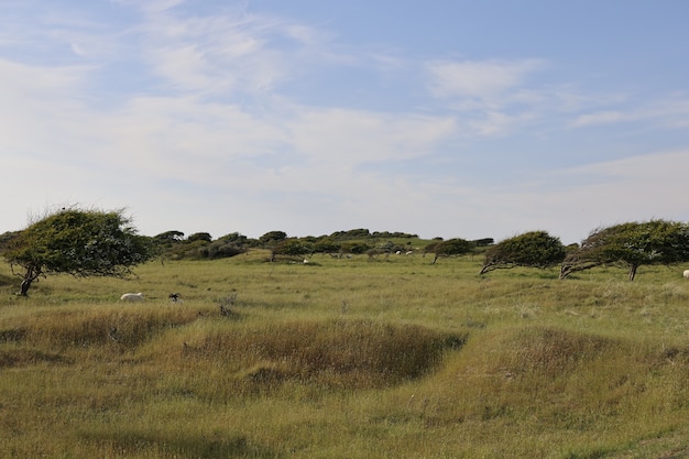 Bela foto de um campo em Rubjerg, Lonstrup durante o dia