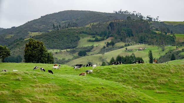 Bela foto de um campo verde com chaleira pastando na grama e belas colinas