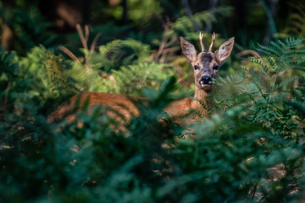 Bela foto de um cervo bonito na floresta