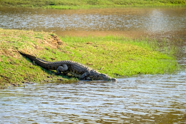 Bela foto de um crocodilo perto do lago em uma área verde